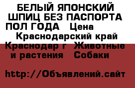 БЕЛЫЙ ЯПОНСКИЙ ШПИЦ БЕЗ ПАСПОРТА ПОЛ ГОДА › Цена ­ 10 000 - Краснодарский край, Краснодар г. Животные и растения » Собаки   